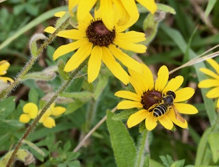 Black-eyed susan flowers with a bumble bee.