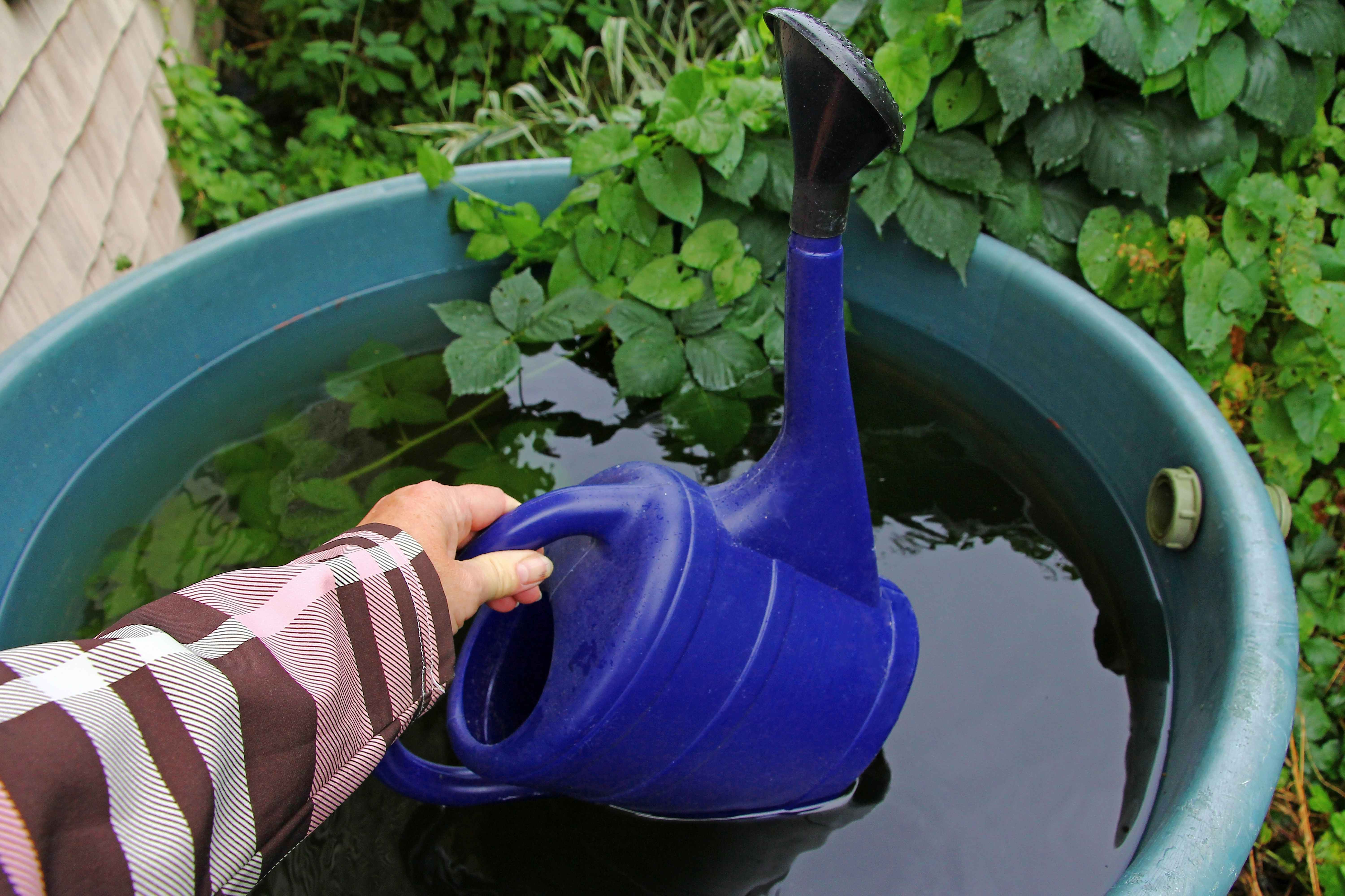 Woman filling a watering can in a barrel of rainwater.