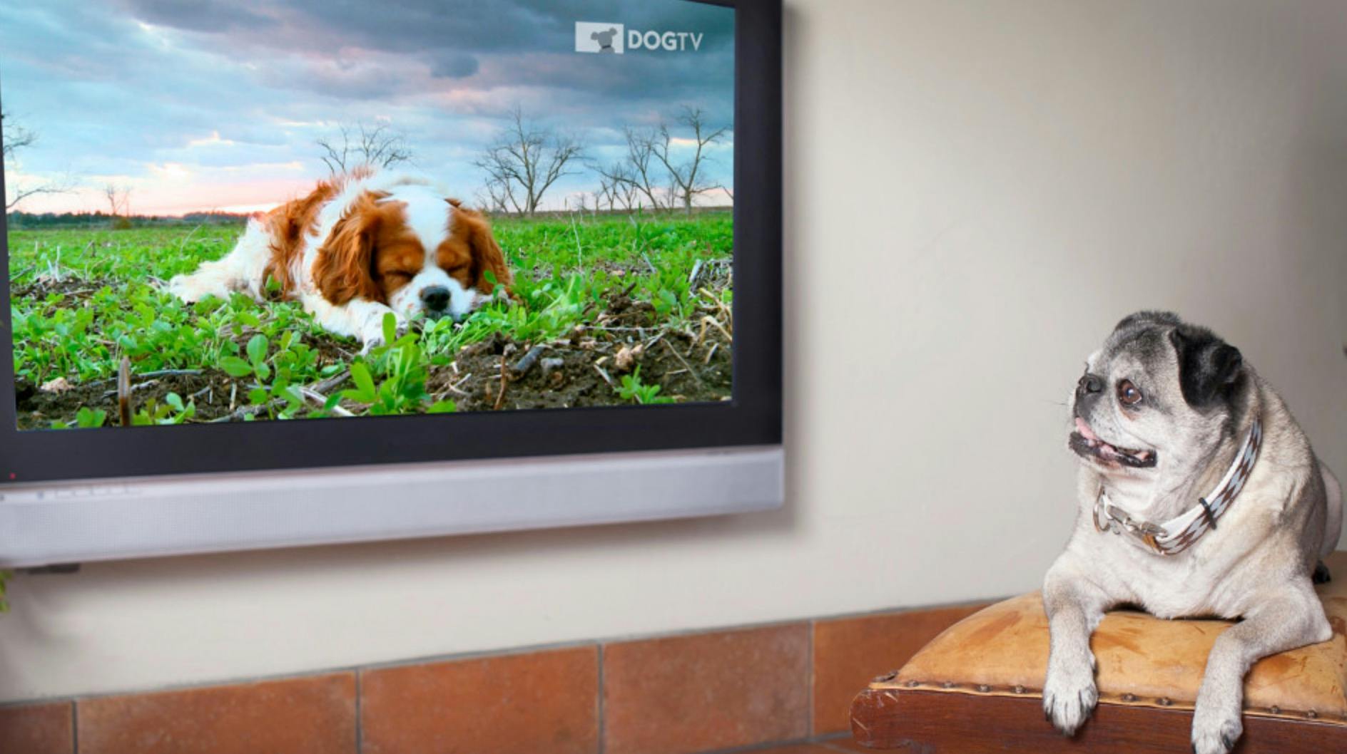 dog tv free