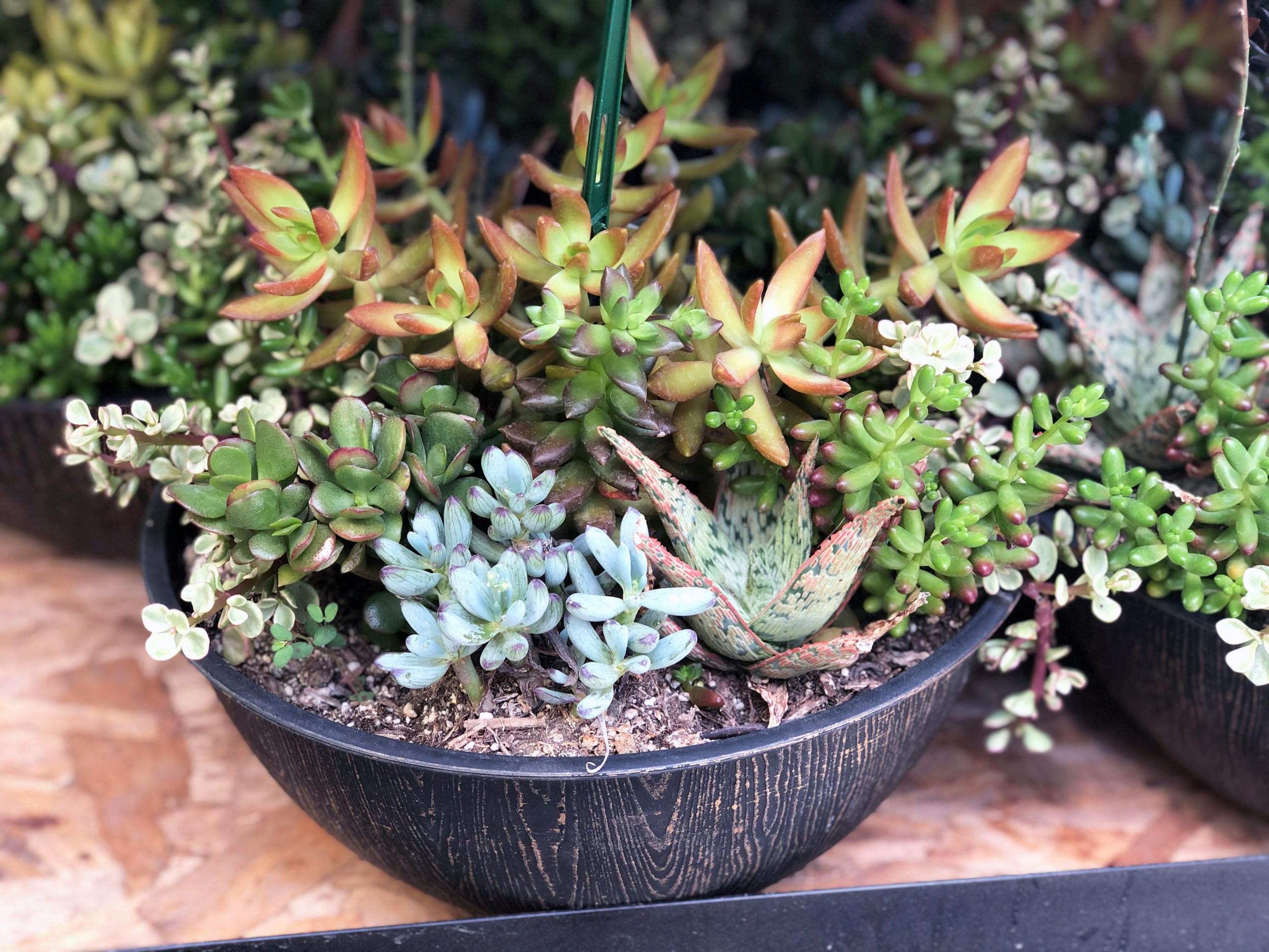 costco-is-selling-large-assorted-succulent-planters-for-19-99-the