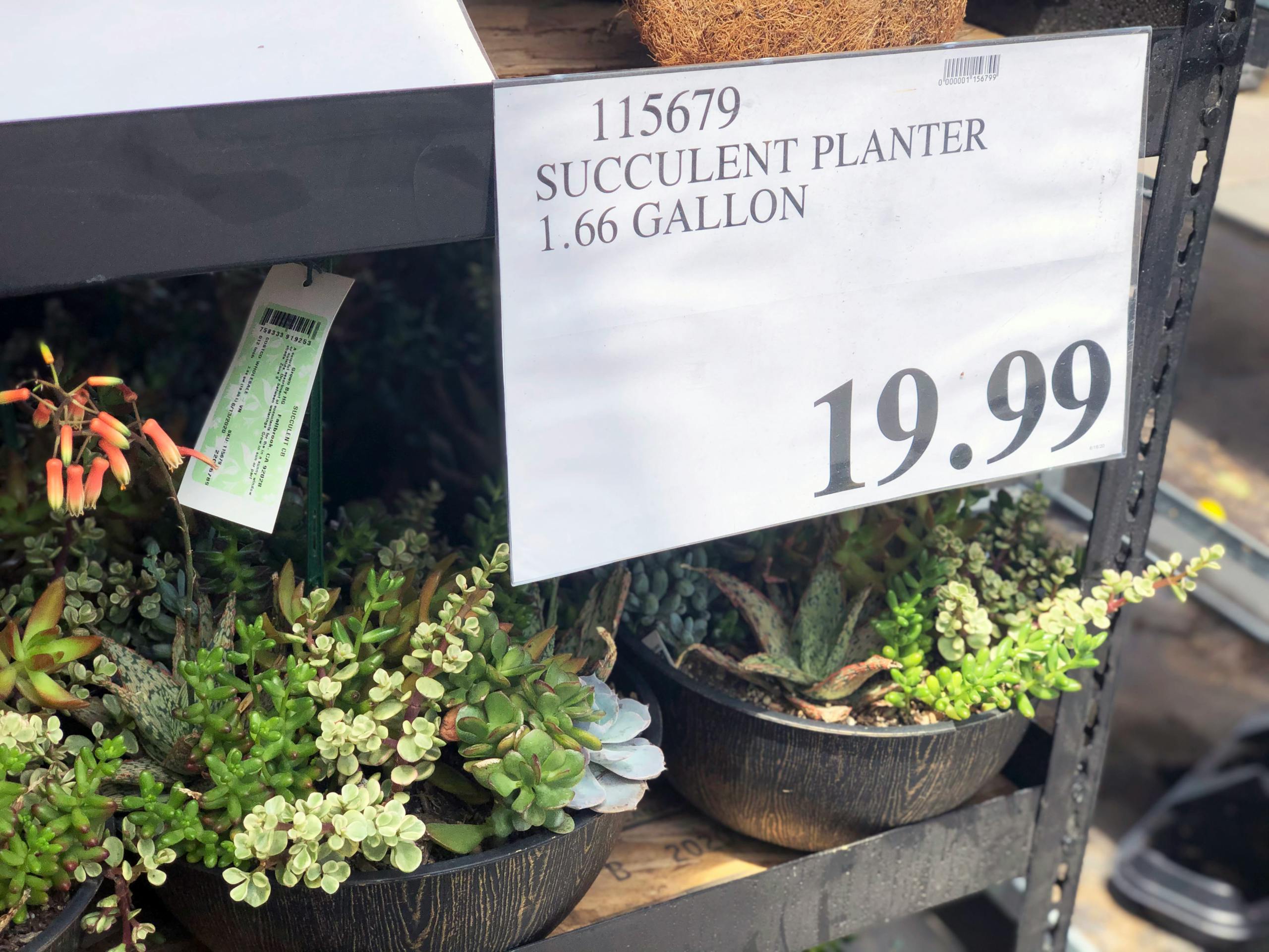 Costco Is Selling Large Assorted Succulent Planters for 19.99 The