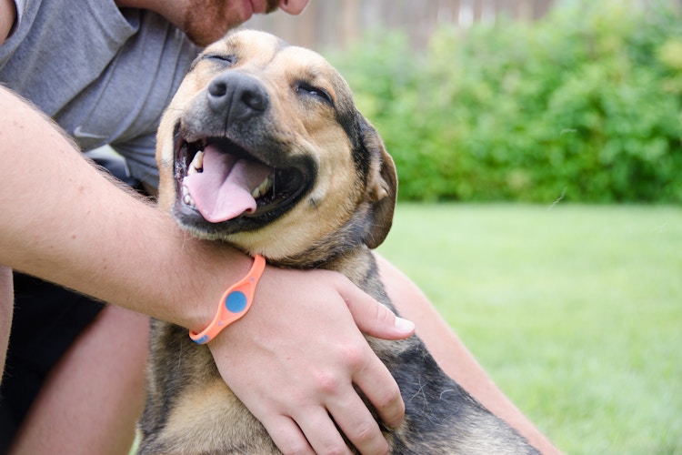 A dog smiling being pet by its owner.