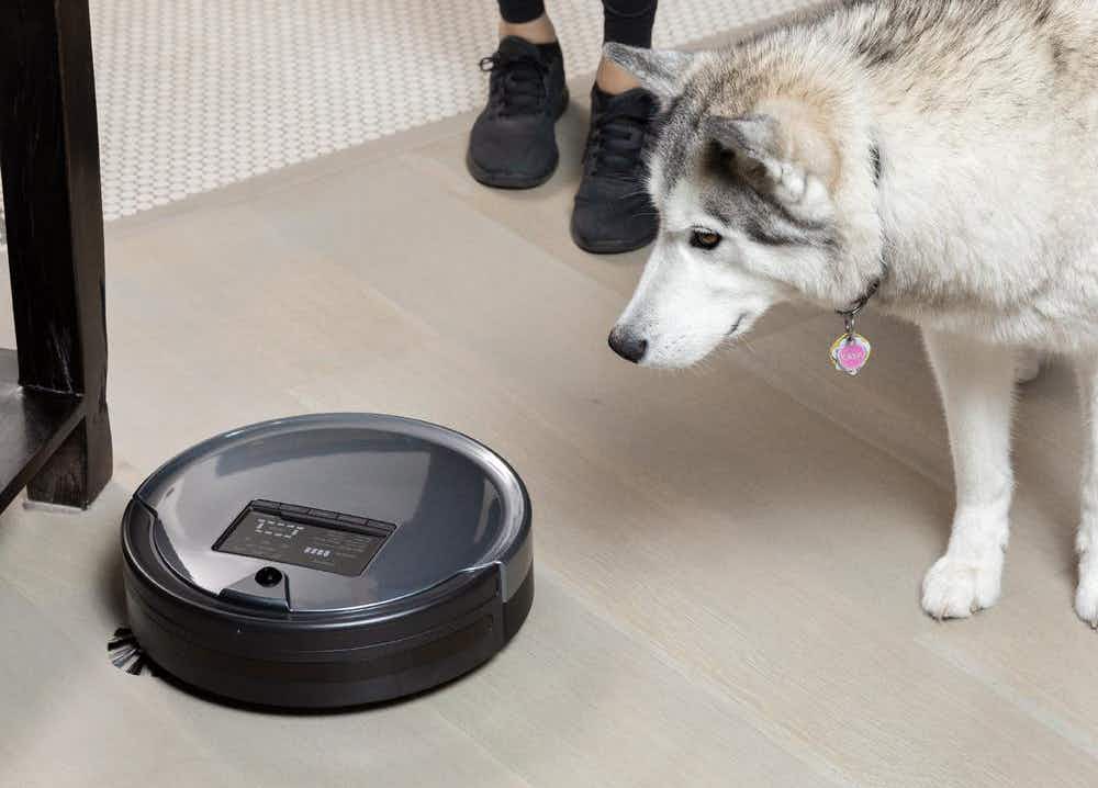 A dog looking down at a Roomba vacuum that is cleaning the floor.