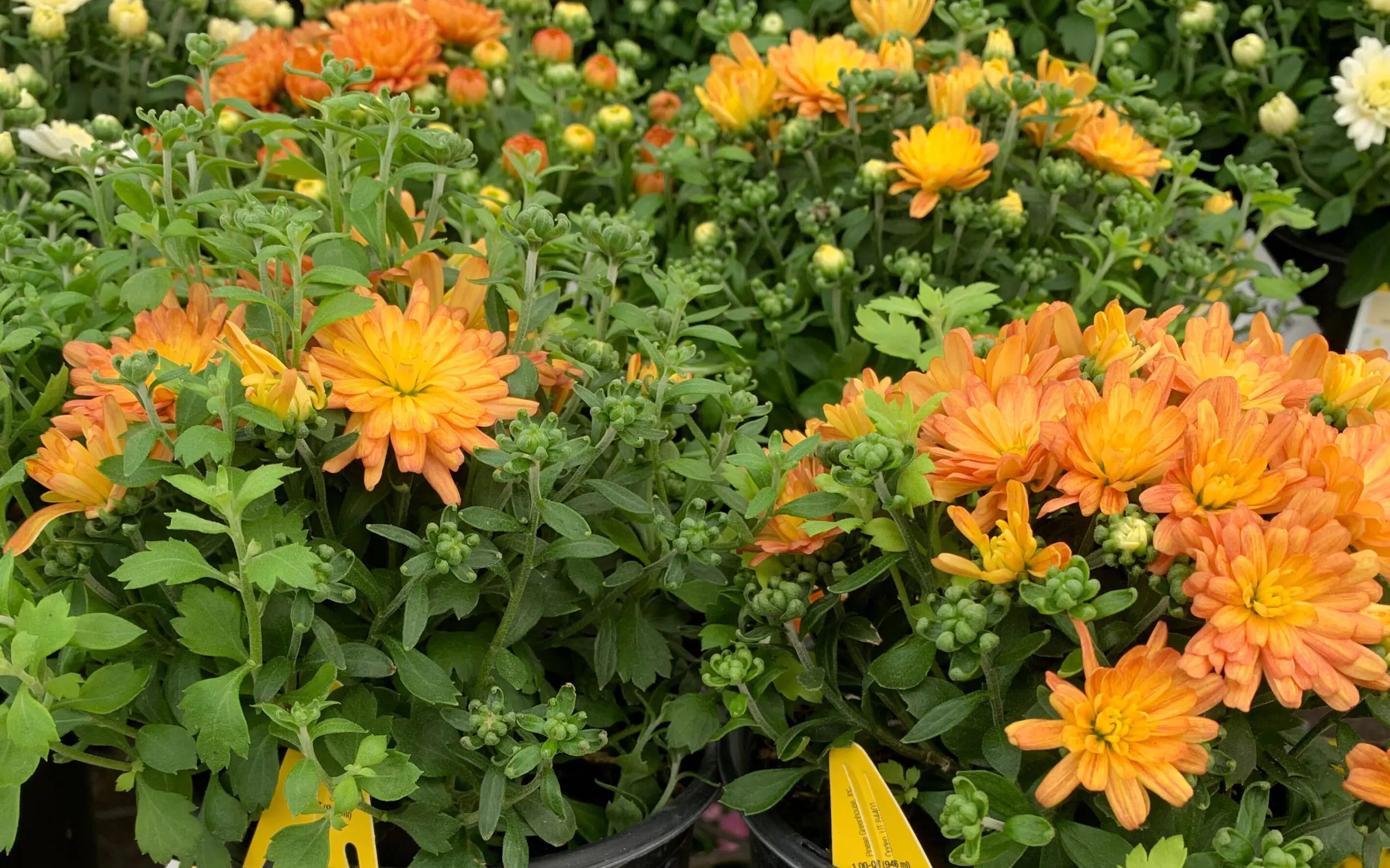 Lowe's Labor Day Sale 2022 Best Deals, Dates The Krazy Coupon Lady