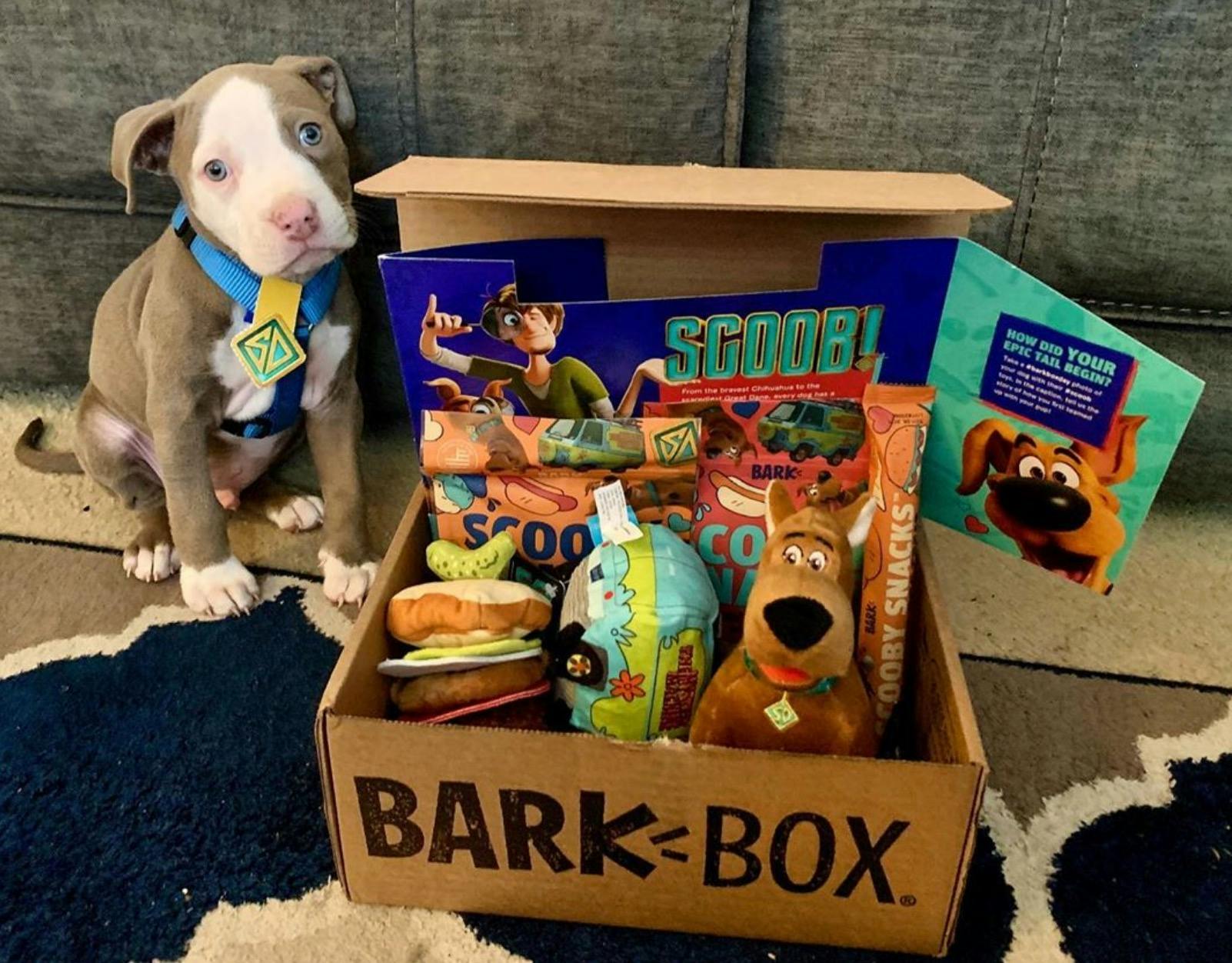 pitbull barkbox