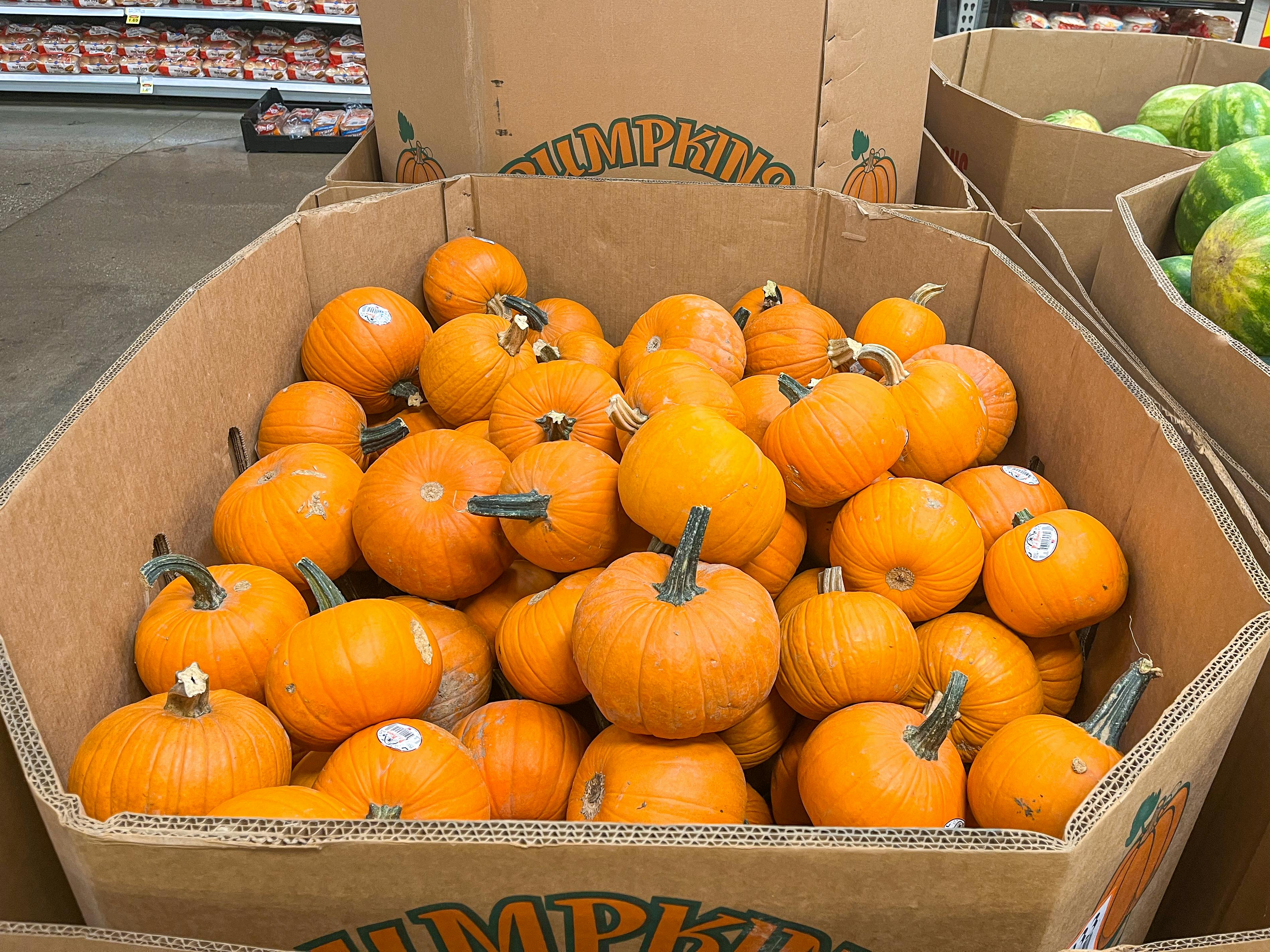 pumpkins kroger