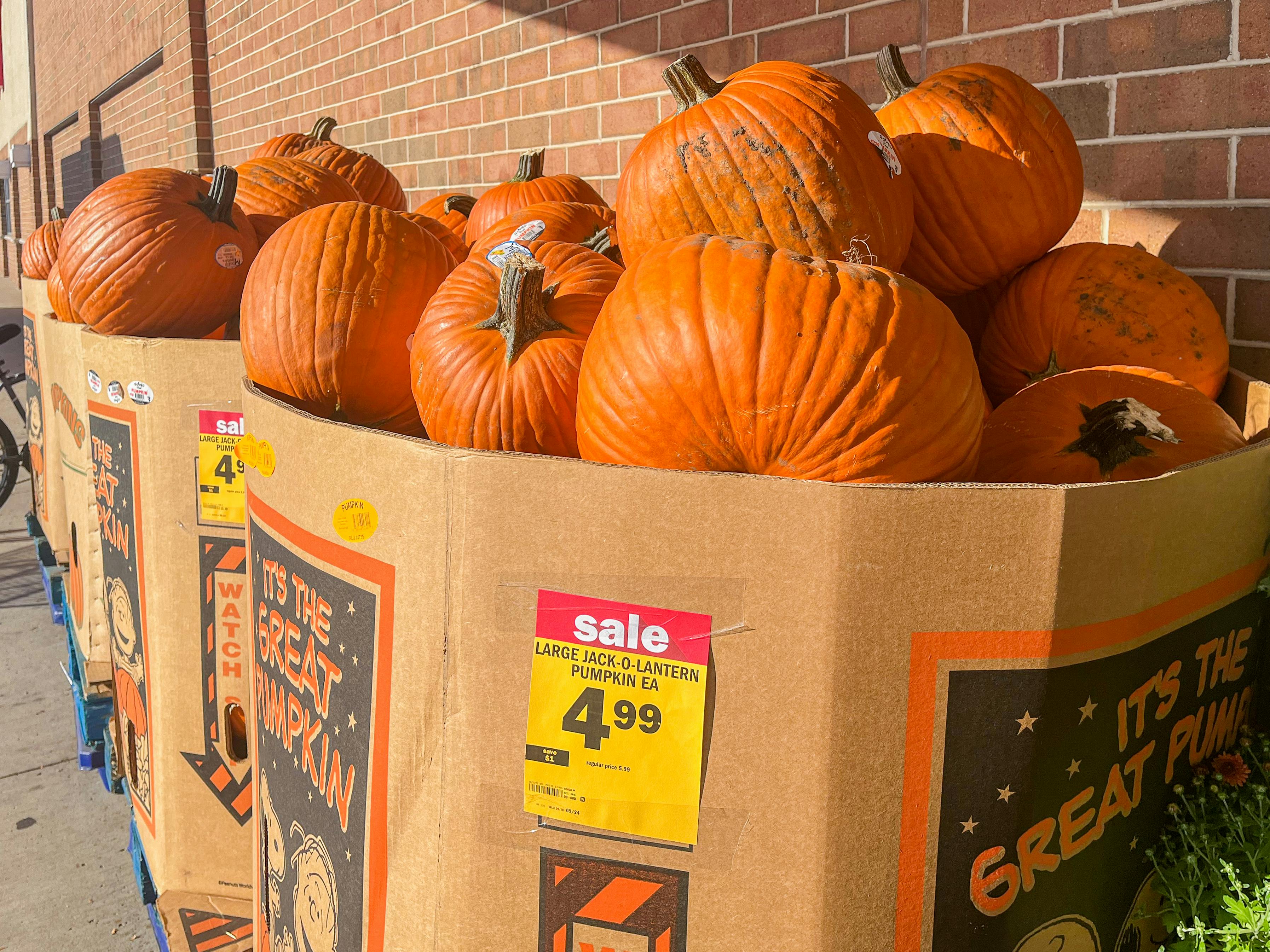 Where to Buy Pumpkins Near Me The Krazy Coupon Lady