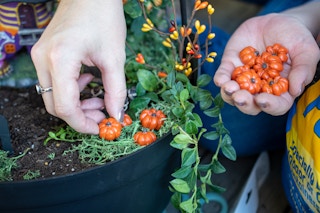 halloween witchs fairy garden diy mini pumpkin patch 33 1599667600 1599667600