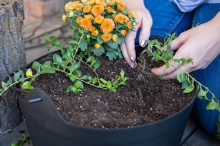 halloween witchs fairy garden diy plant flowers 28 1599666896 1599666896