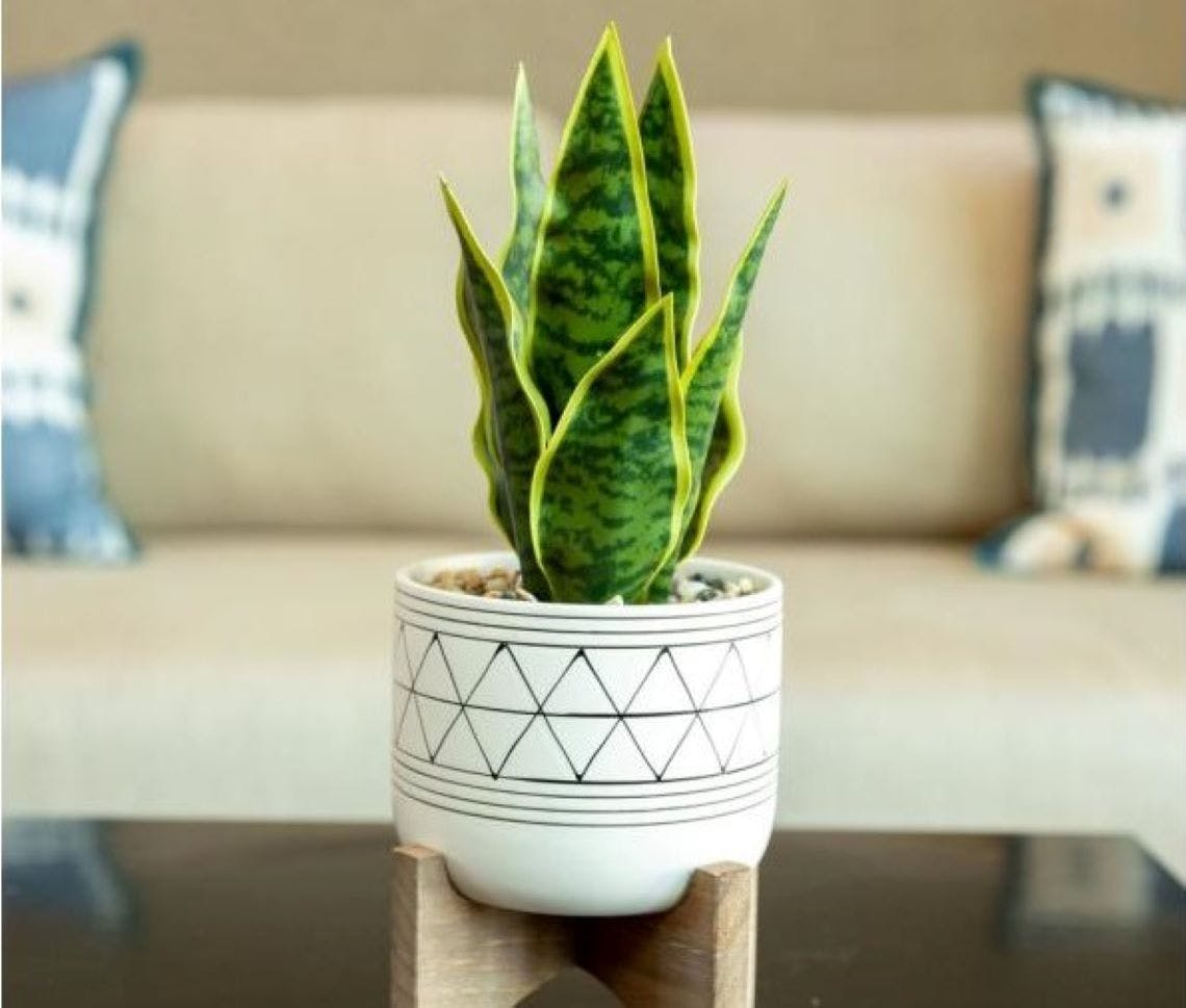 Faux Snake Plant, 25 at Home Depot (Reg. 50) The Krazy