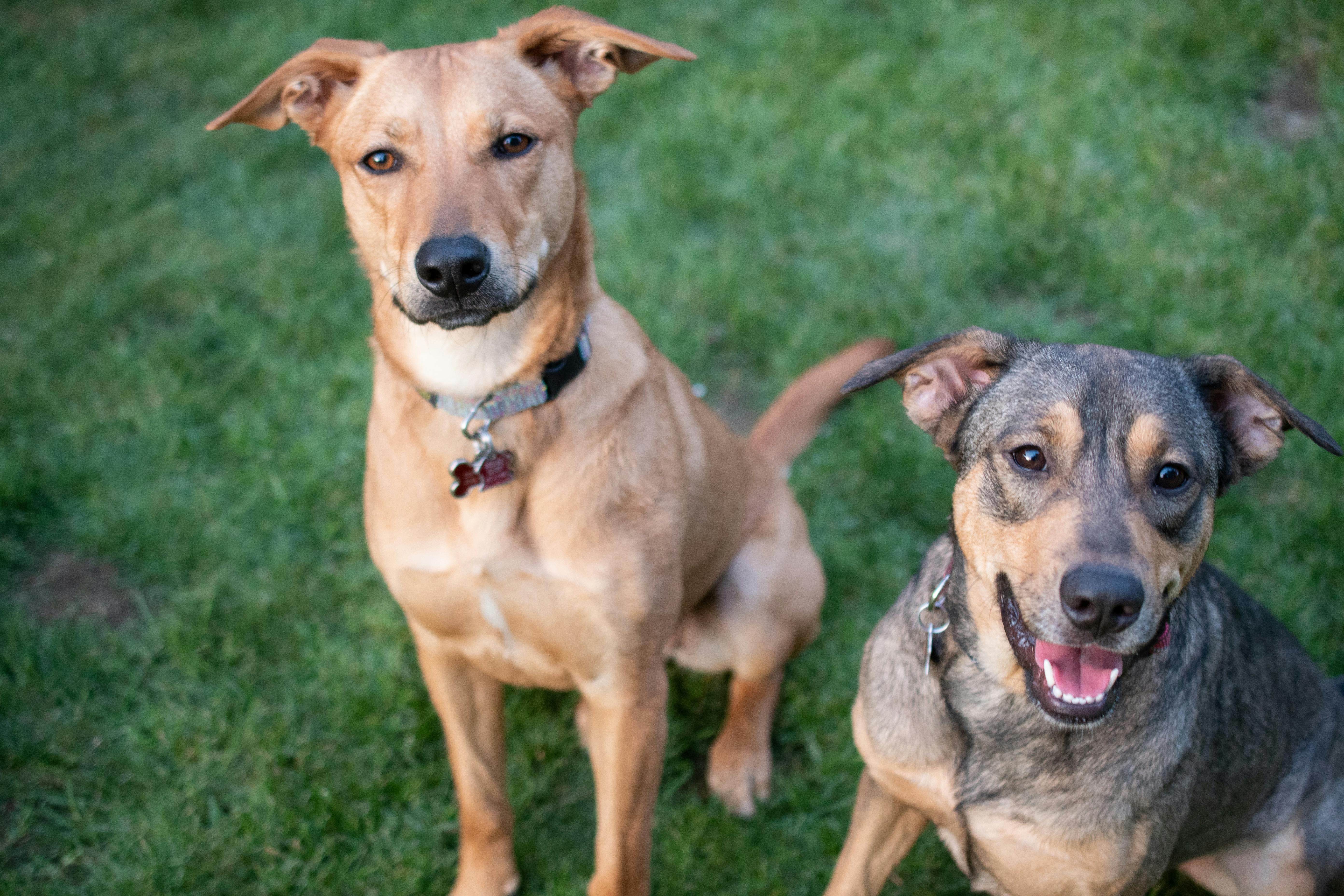 Walmart Pet Care How Much It ll Save You The Krazy Coupon Lady walmart-pet-care-how-much-it-ll-save-you-the-krazy-coupon-lady
