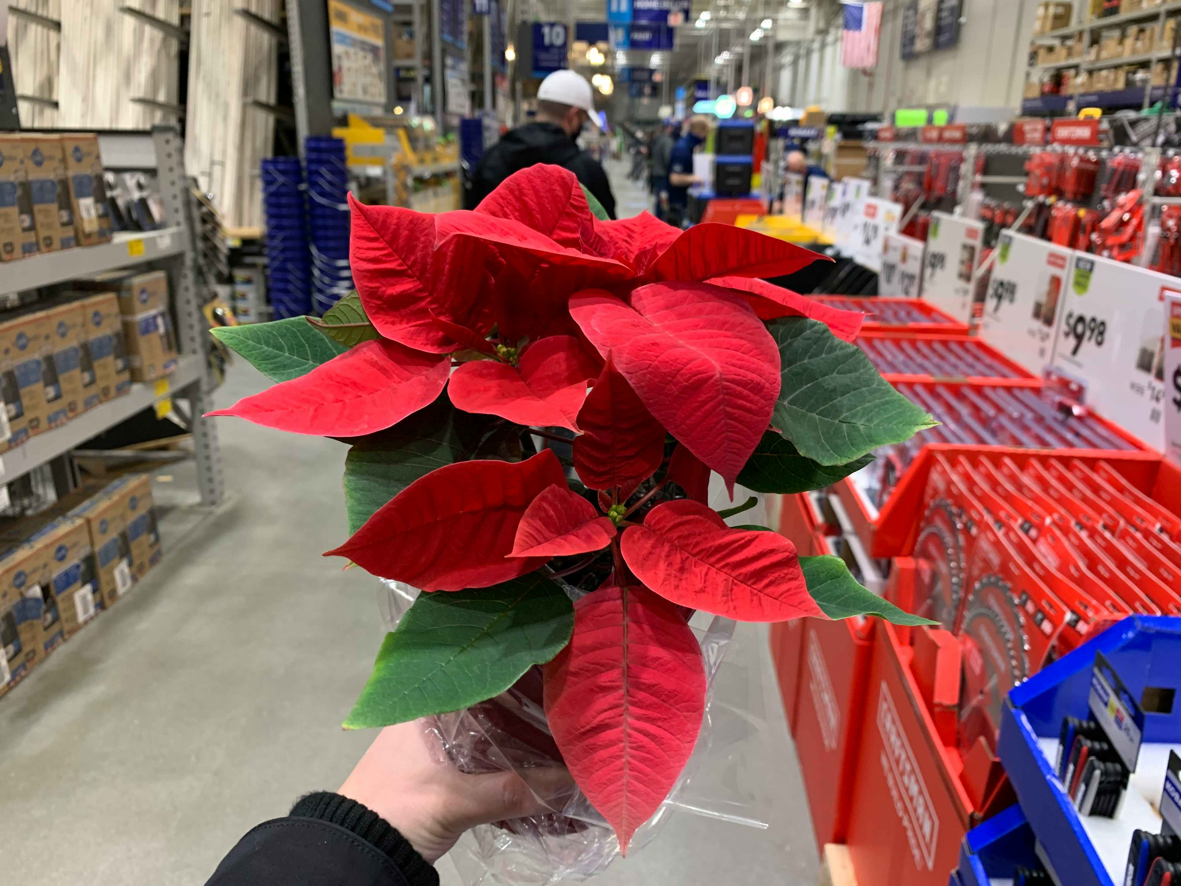 A Poinsettia plant being held up in an aisle at Lowe's black friday.