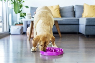 amazon-outward-hound-slow-feeder-dog-bowl-02