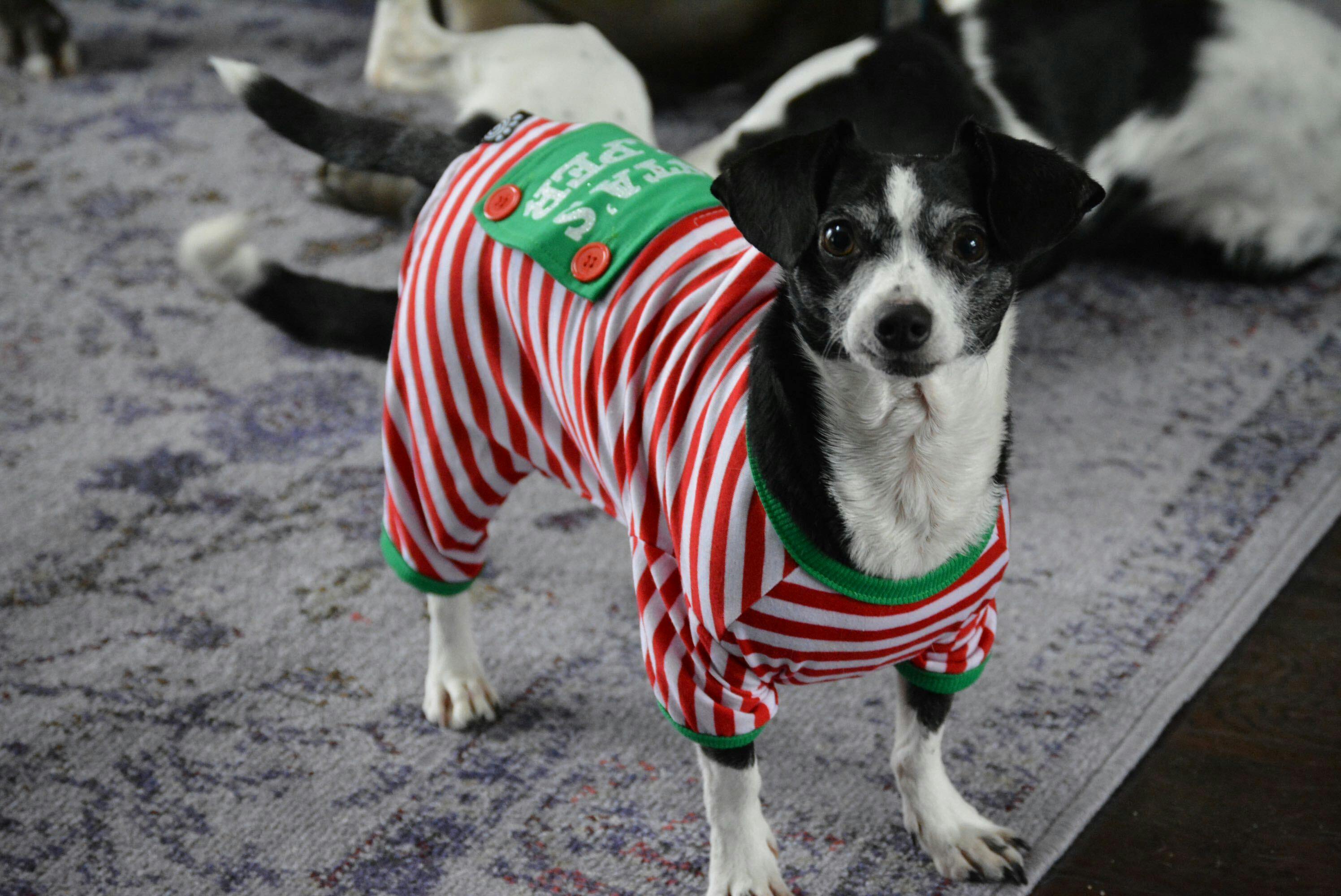 A dog wearing red, white, and green, Christmas pajamas.