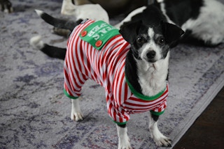 A dog wearing red, white, and green, Christmas pajamas.