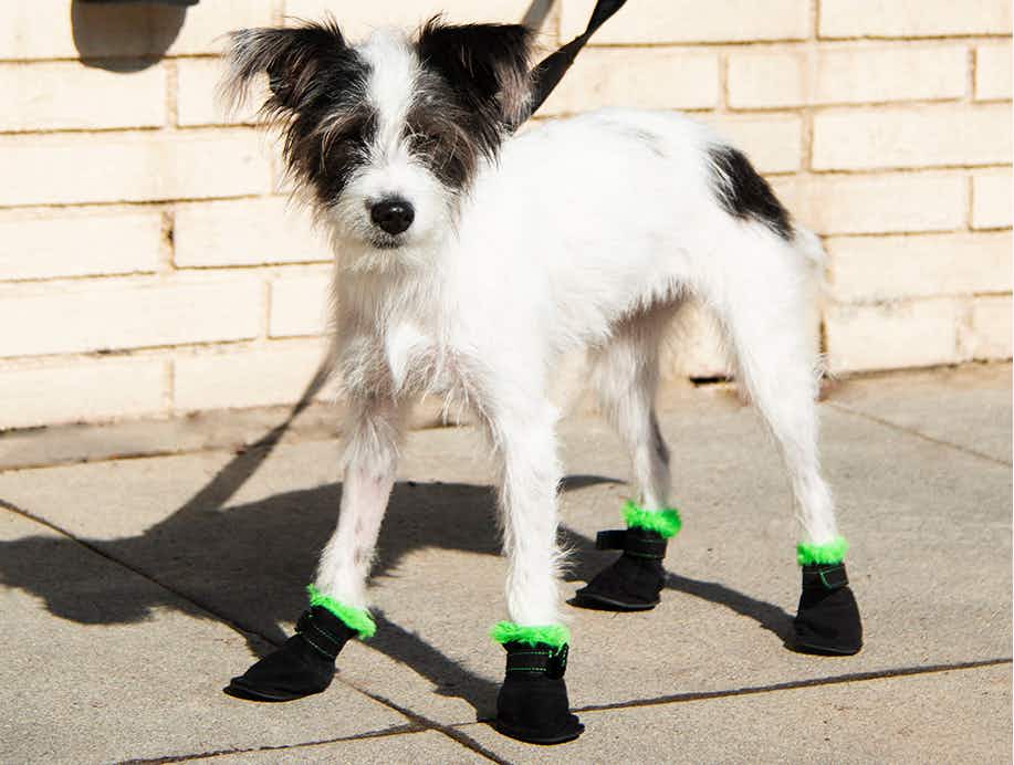 A black and white dog wearing little boots standing on a sidewalk.
