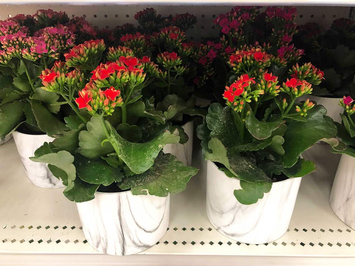 potted-flowers-plant-target-2021