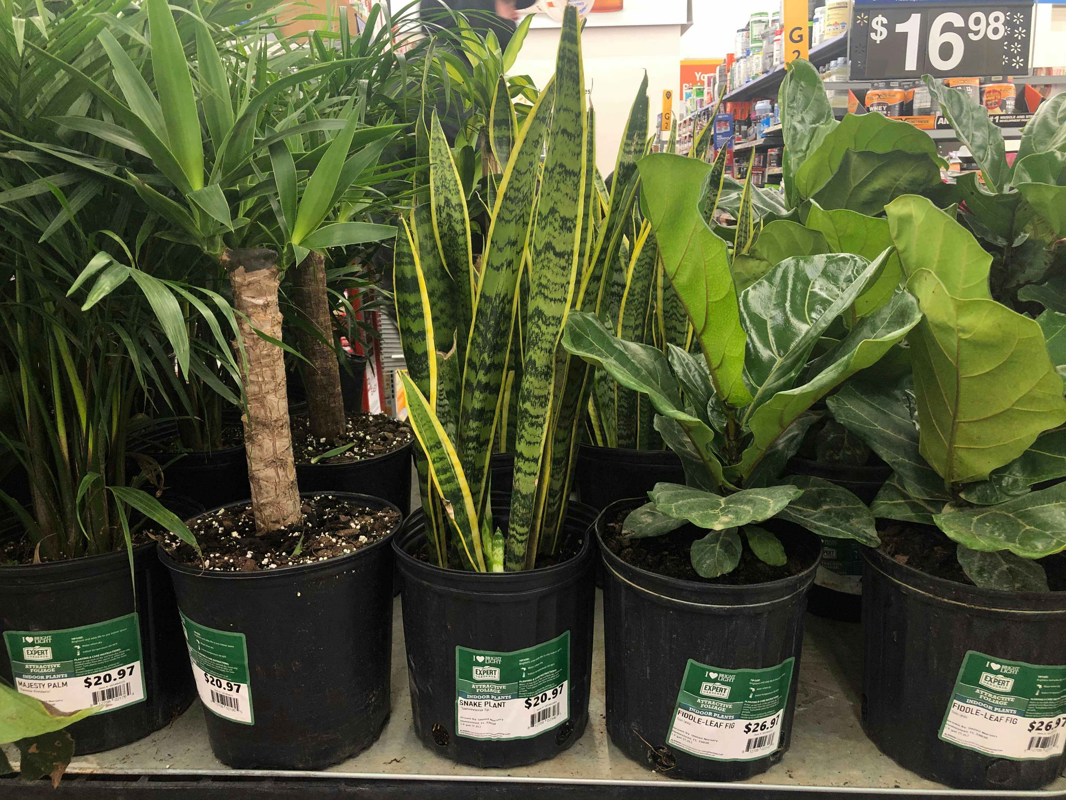 potted plants at walmart