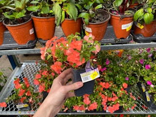 A person holding a small Impatiens plant.