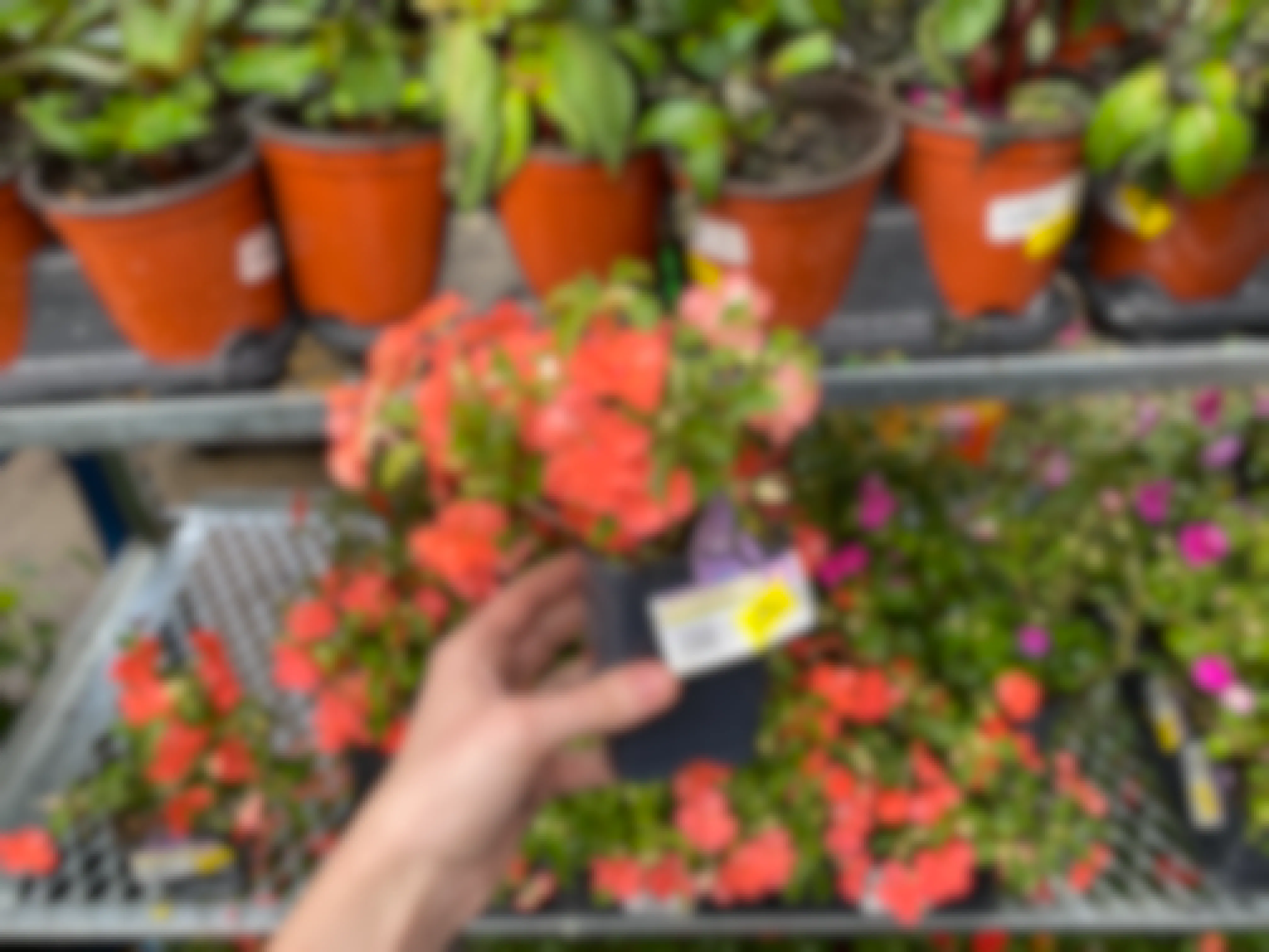 A person holding a small Impatiens plant.