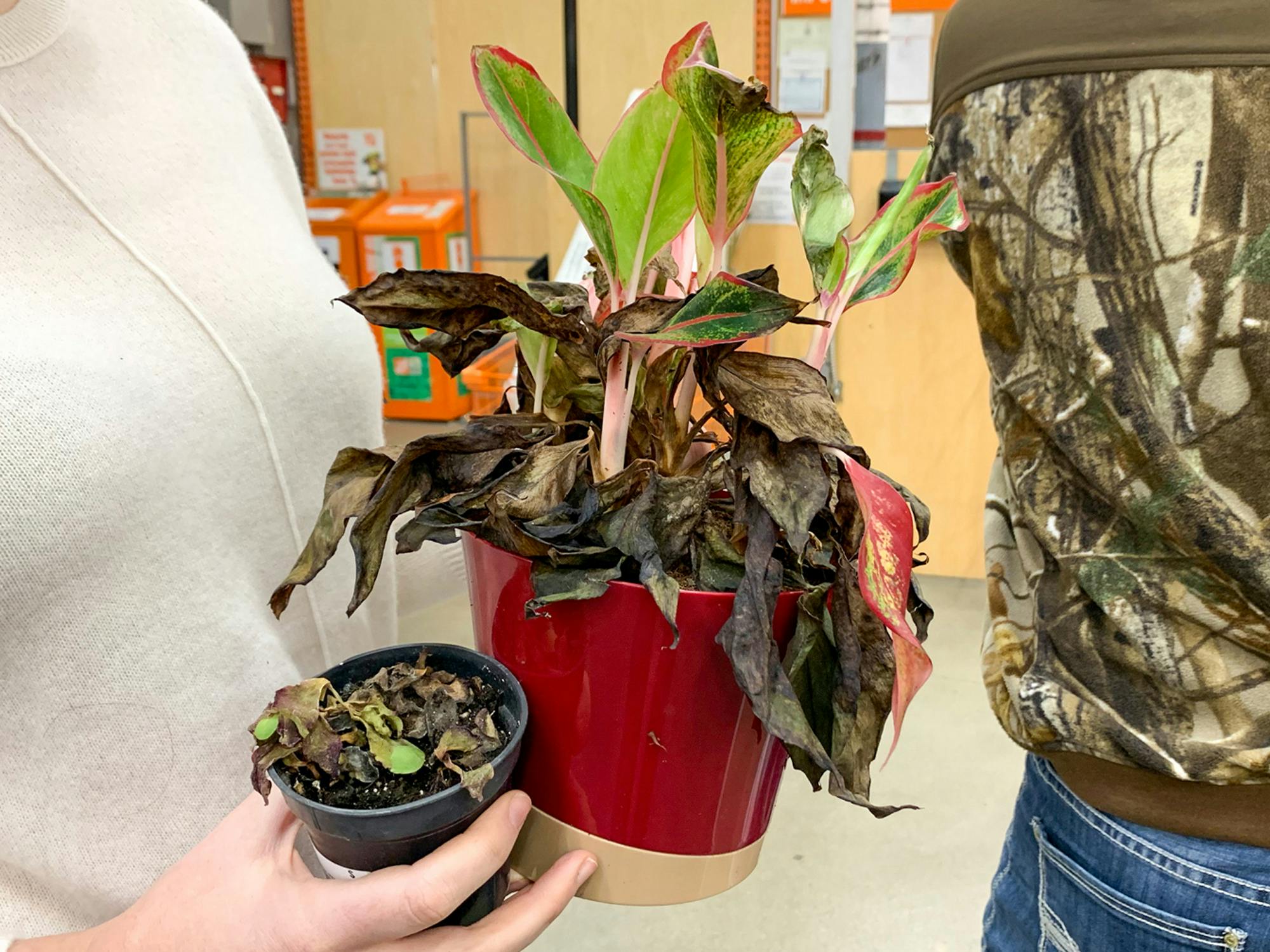 a person holding dead plants to return