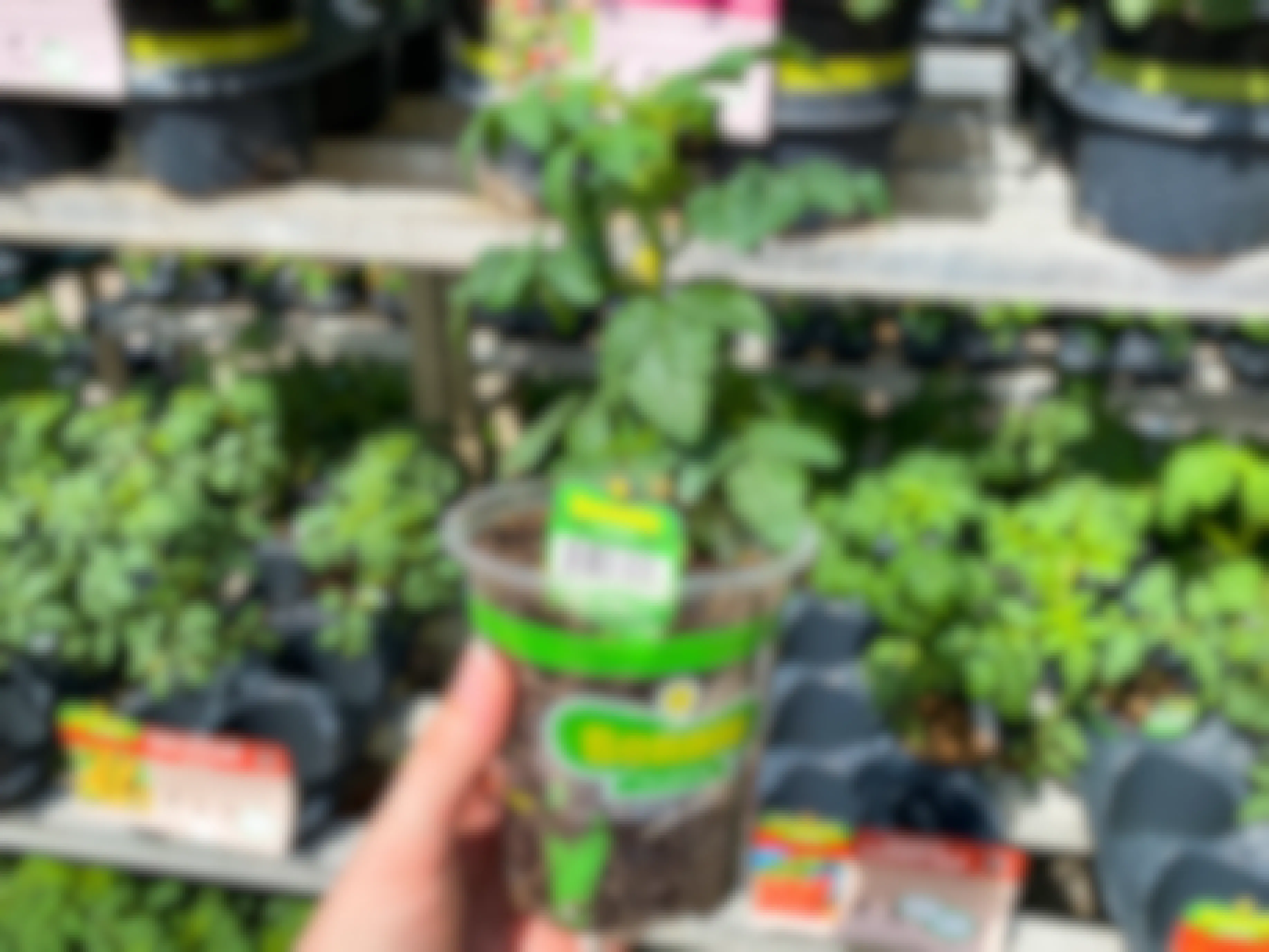 A hand holding up an 11.7 oz Bonnie Vegetable Plant at Lowe's during the spring sale