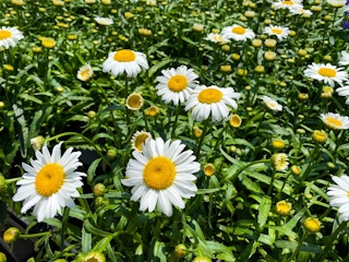 flowers home depot 2022 4 1653488097 1653488097 scaled