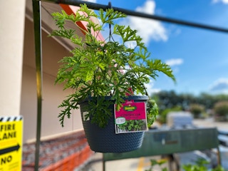 home depot bonnie citronella hanging basket 2021 1622301713 1622301713