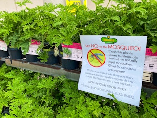 home depot bonnie citronella plant a 2021 1622302441 1622302441