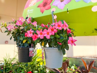 home depot rio hanging baskets b 2021 1620481026 1620481026