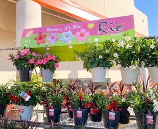 home depot rio hanging baskets c 2021 1620481034 1620481034