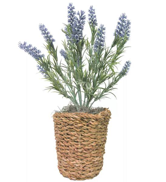 kohls Sonoma Goods For Life Artificial Lavender Plant Table Decor stock image 2021