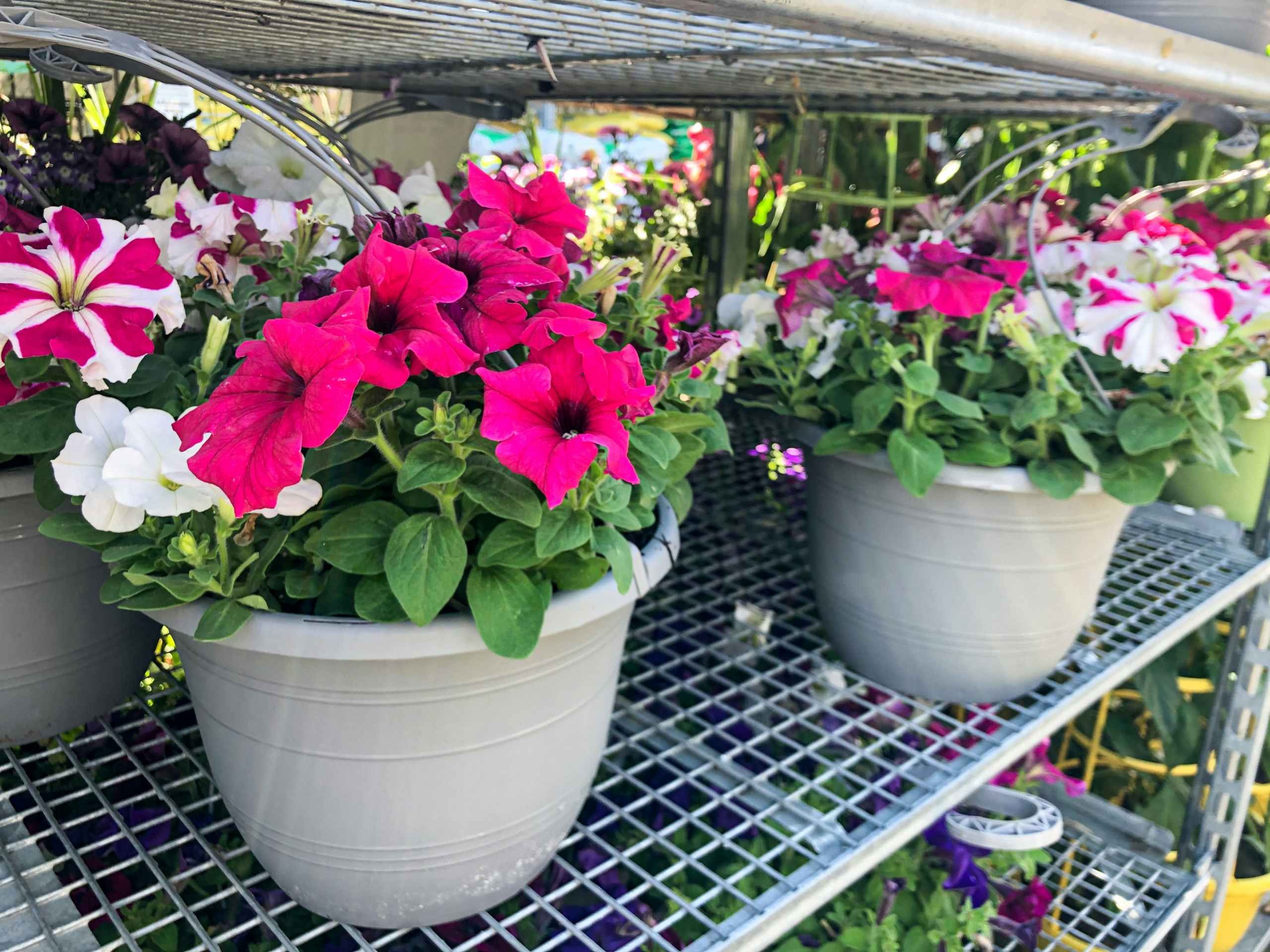 hanging flower basket on ire shelf