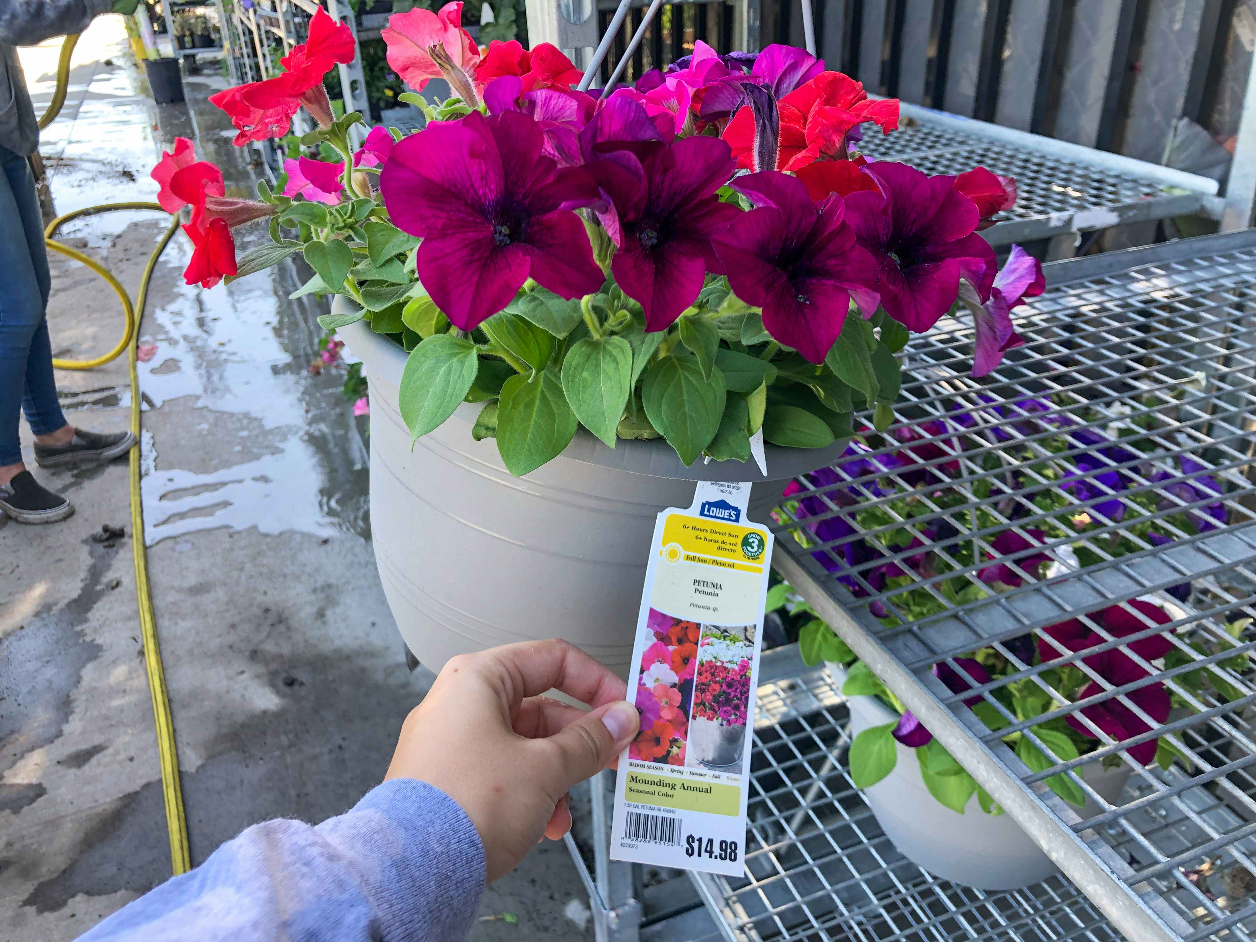 hand holding tag in front of hanging flower basket on shelf