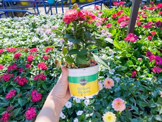 lowes miracle gro brilliant blooms b 2021 1620400205 1620400205