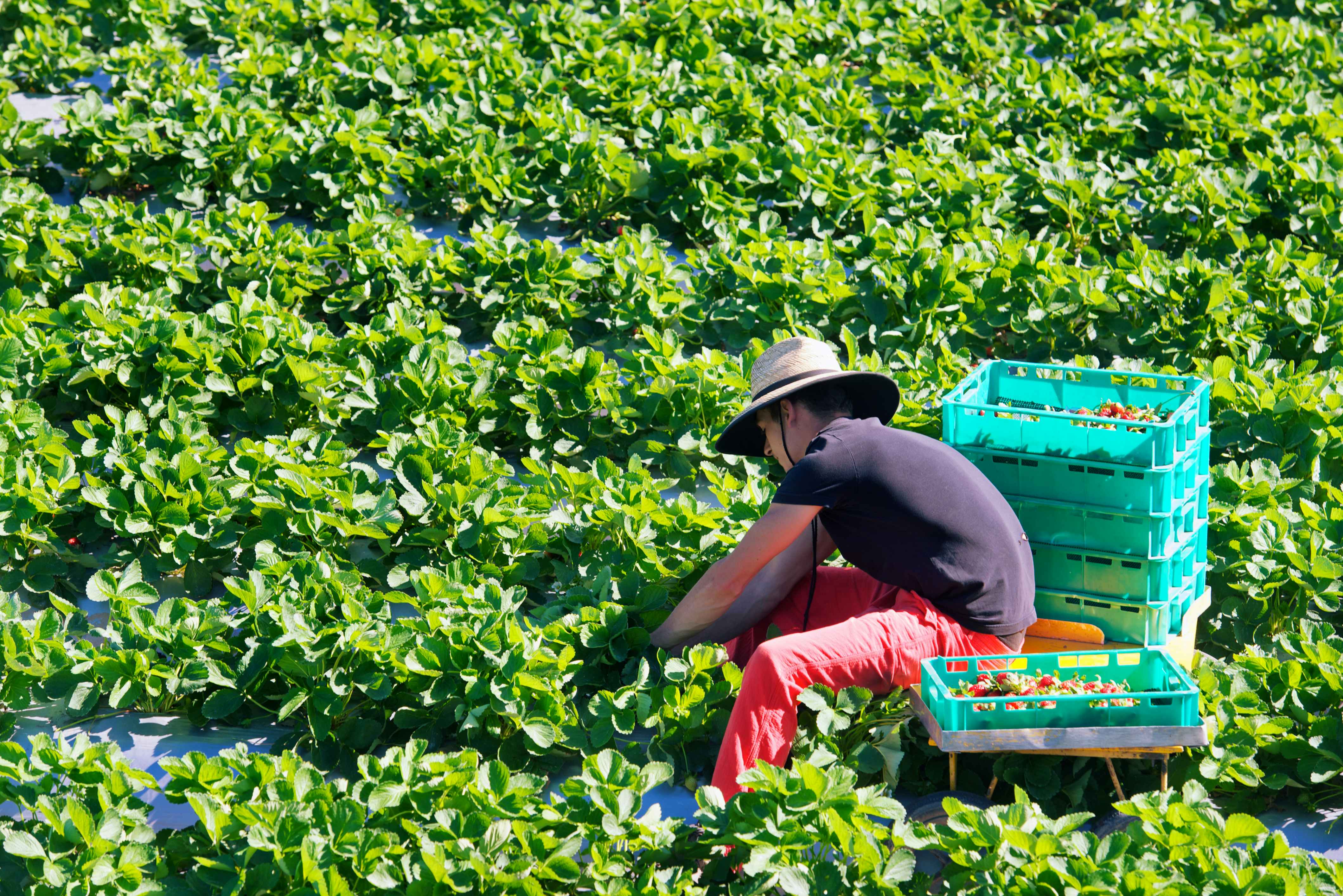 A young adult woman picking strawberries in a strawberry field in Australia.