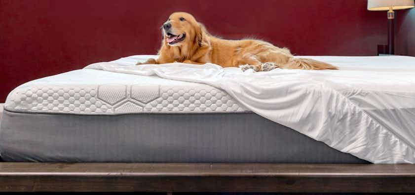 A dog sitting on a bed with a mattress cover on it