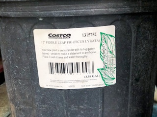 costco fiddle leaf fig tree 1623113233 1623113233