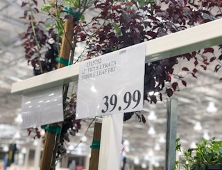 costco fiddle leaf fig tree sign 060721 1623113186 1623113186