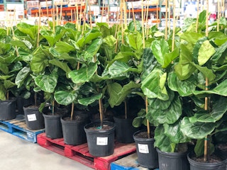 costco fiddle leaf fig tree3 1623113215 1623113215