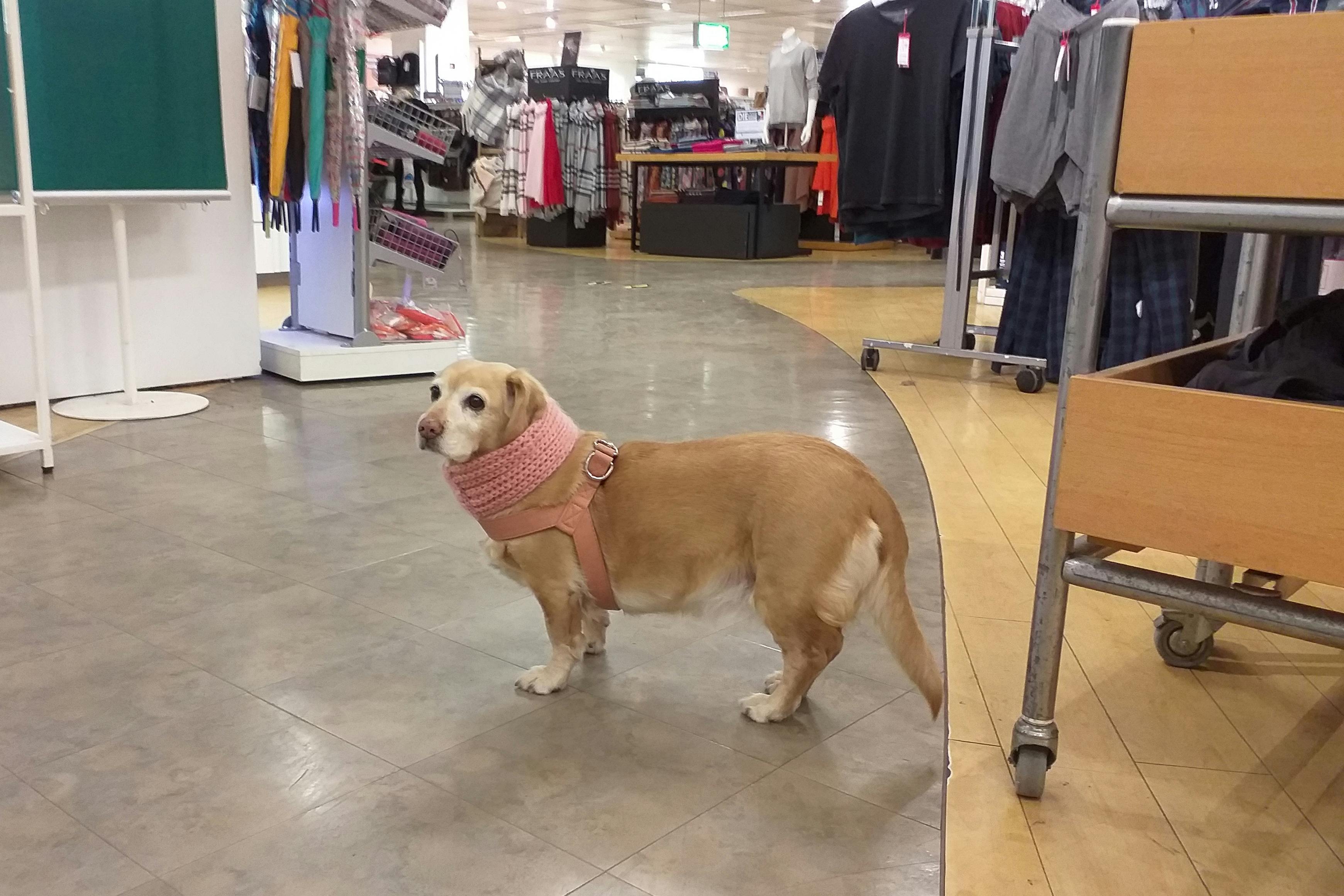 A dog in a pink sweater and harness inside a clothing store. 