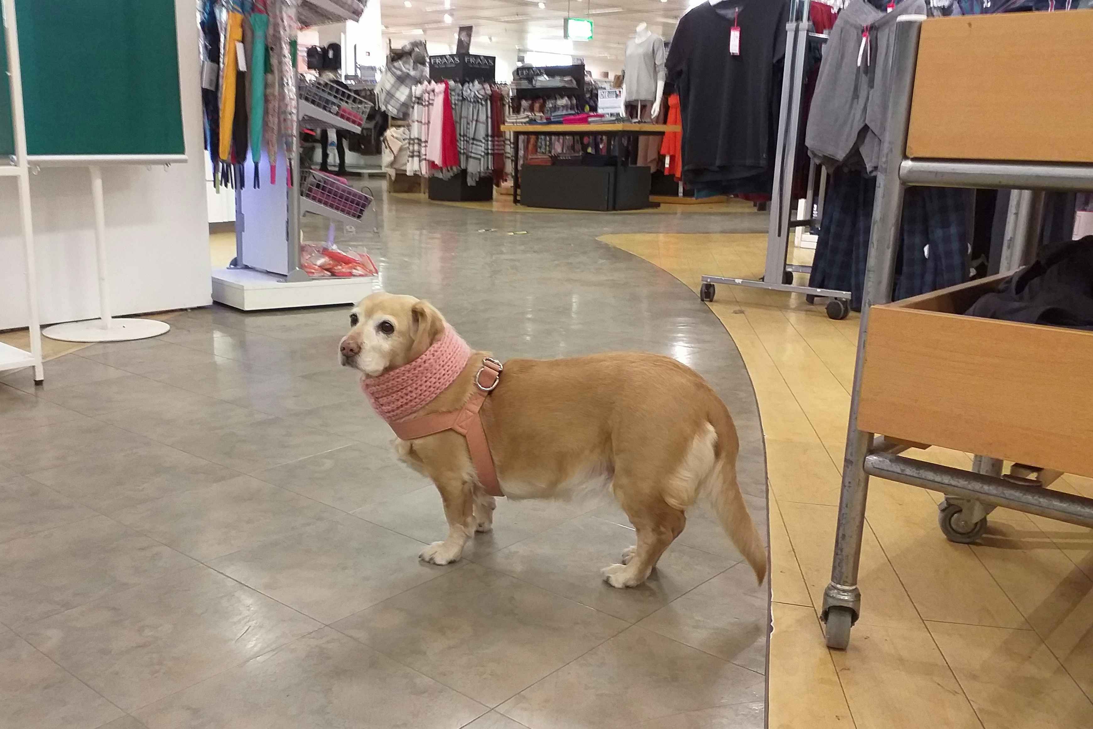 A dog in a pink sweater and harness inside a clothing store. 