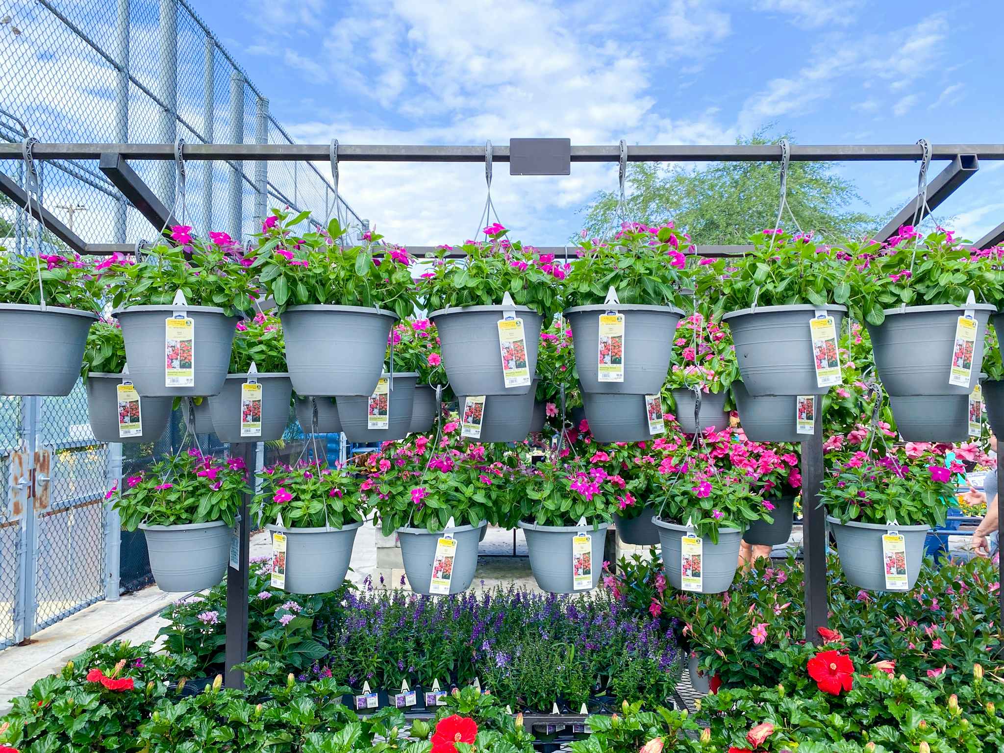 rows of hanging flower baskets