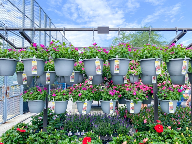 rows of hanging flower baskets