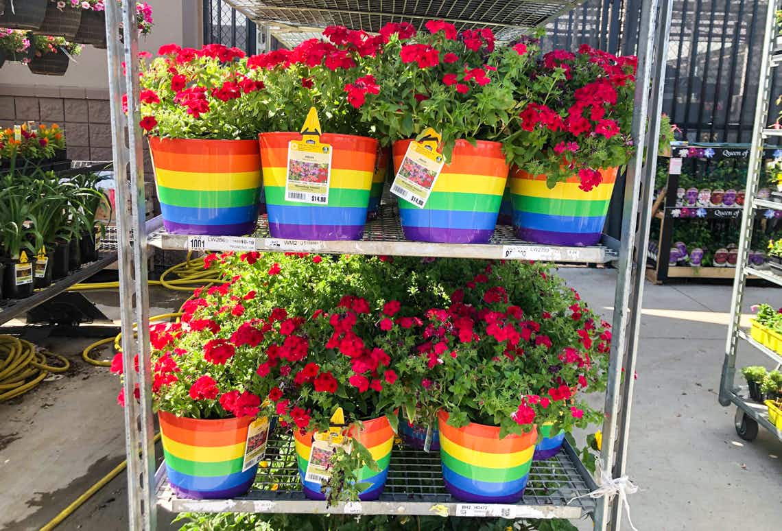 rainbow pride flower pots on metal shelves in lowe's garden section