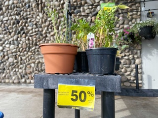 riteaid plant clearance em 2021 1623334247 1623334247 scaled