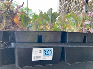 riteaid plant clearance em 2021a 1623334215 1623334215 scaled