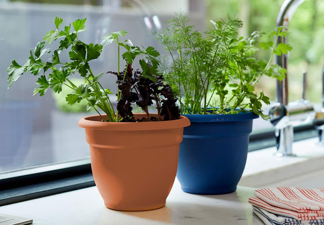 stock photo of bloem self watering plant pots next to sink