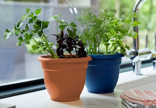 stock photo of bloem self watering plant pots next to sink
