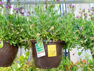 walmart plant clearance a 2021 1623855850 1623855850